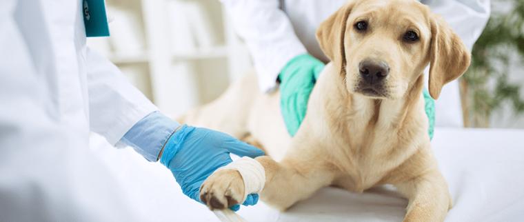 Chien chez le vétérinaire